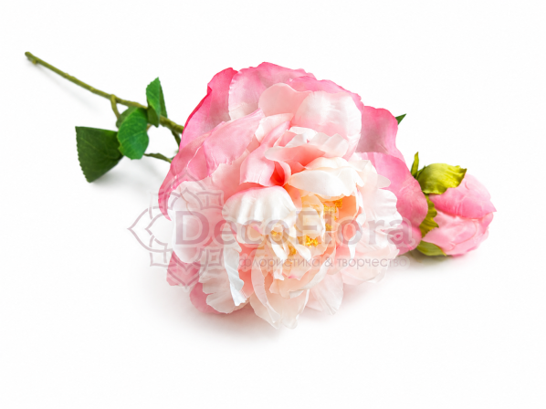 Пион 67см бело-розовый